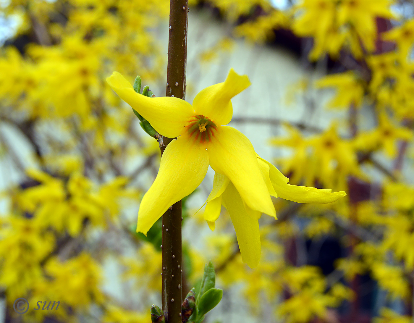 Изображение особи Forsythia europaea.