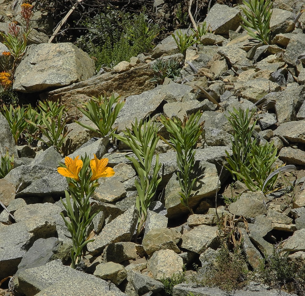 Image of Alstroemeria aurea specimen.