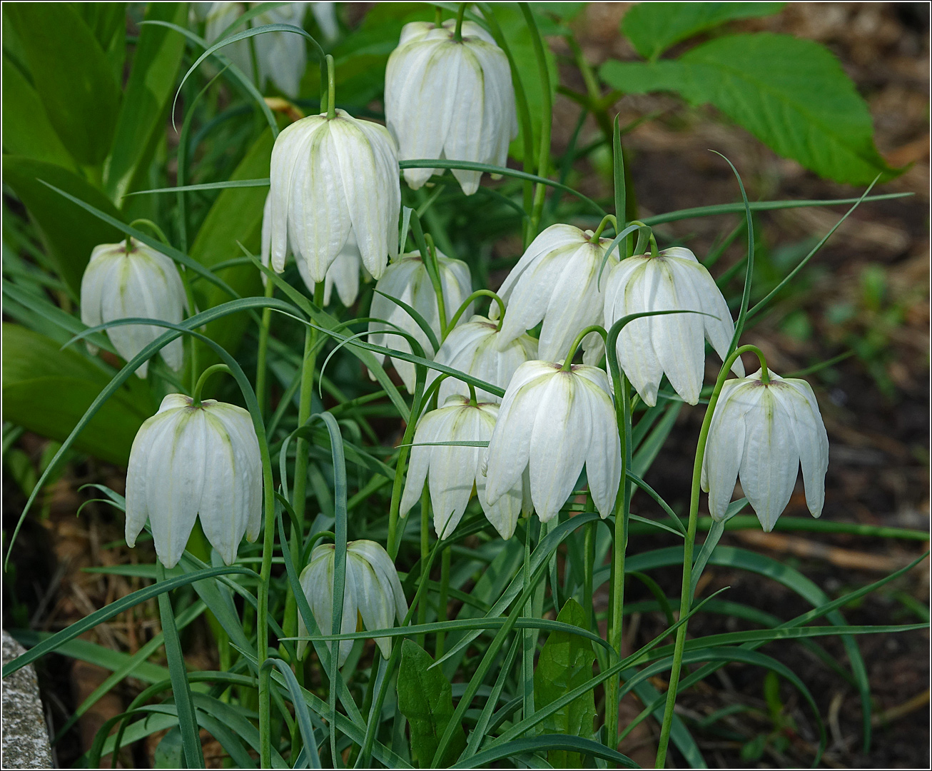 Image of Fritillaria meleagris specimen.