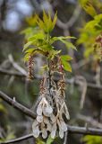 Acer negundo