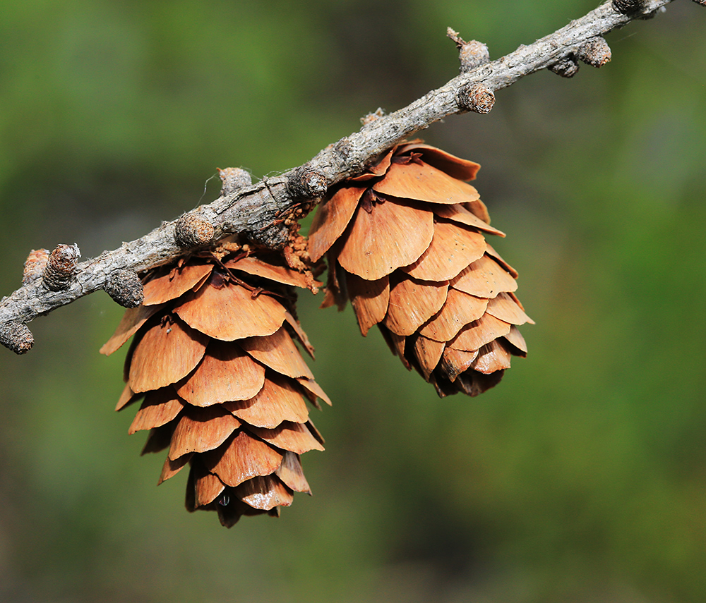 Изображение особи Larix olgensis.