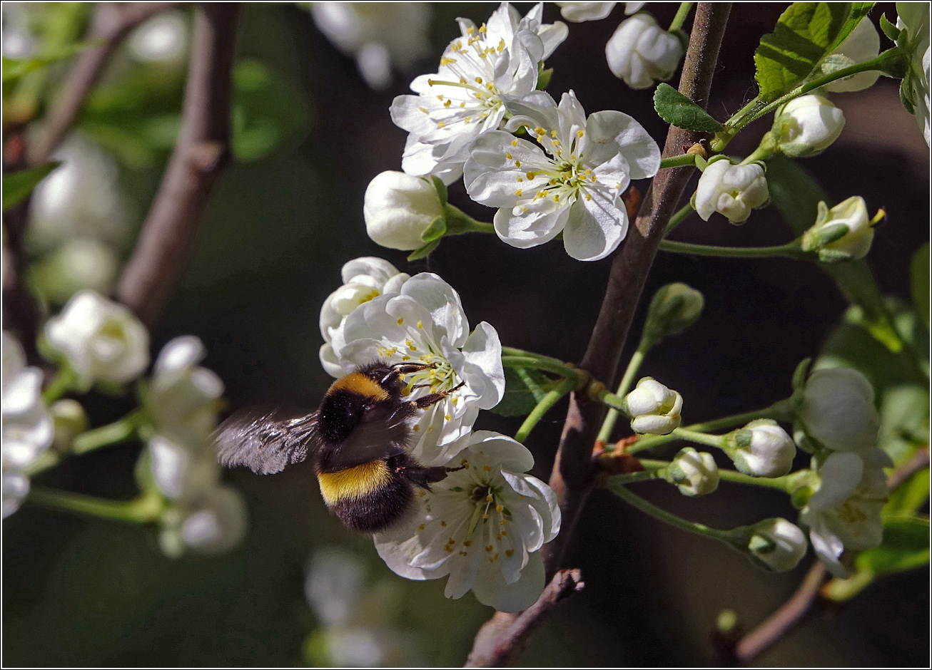 Изображение особи Prunus domestica.