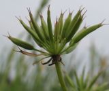 Chaerophyllum hirsutum