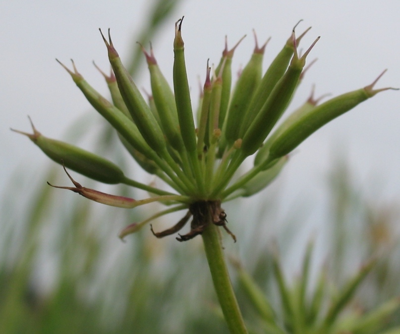 Изображение особи Chaerophyllum hirsutum.