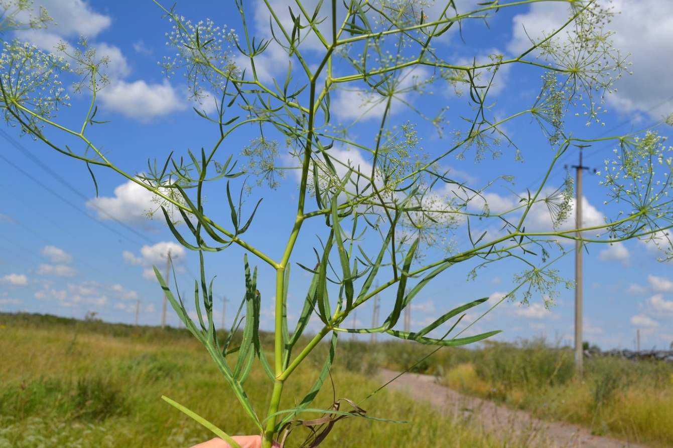 Изображение особи Falcaria vulgaris.