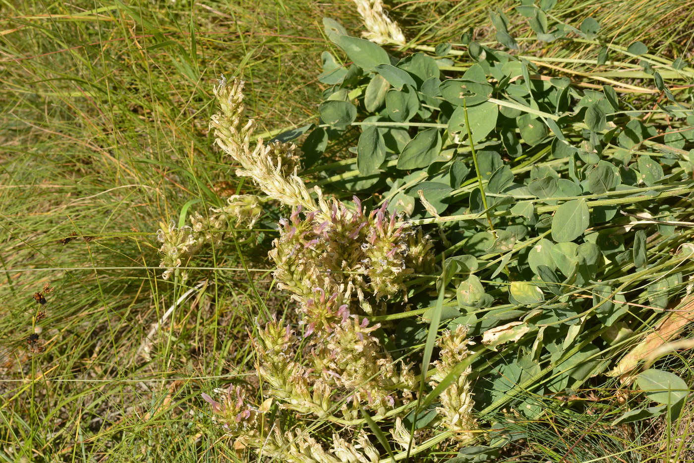 Изображение особи Astragalus platyphyllus.