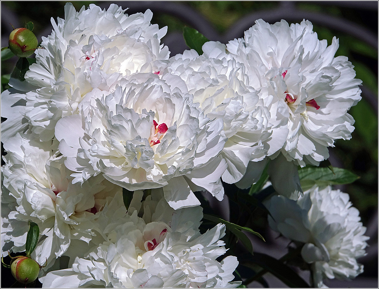 Image of Paeonia lactiflora specimen.