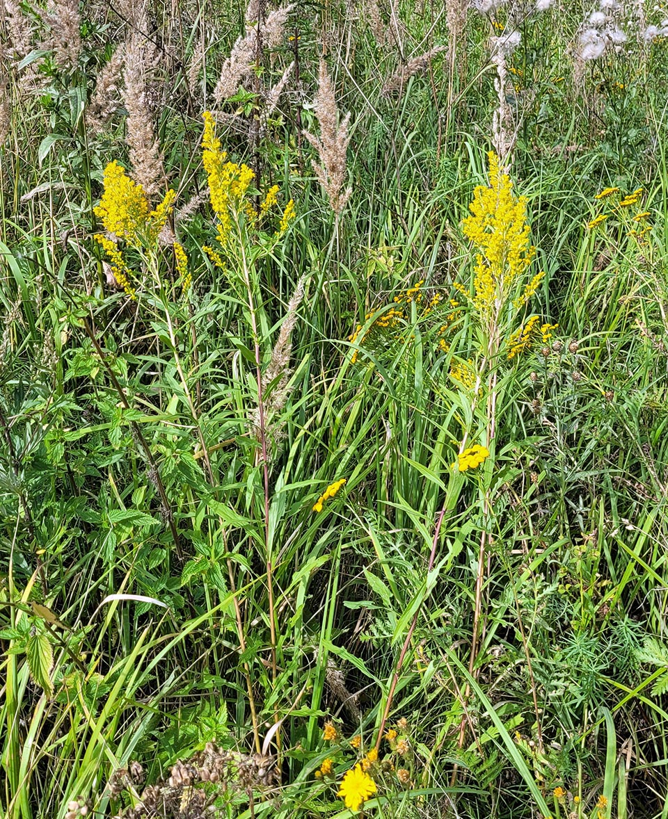 Изображение особи Solidago &times; niederederi.
