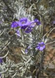 Eremophila nivea. Верхушки веточек с цветками. Испания, автономное сообщество Каталония, провинция Жирона, комарка Баш-Эмпорда, муниципалитет Палафружель, ботанический сад \"Кап-Роч\". 29.04.2022.