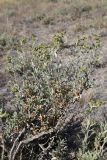 Atriplex cana