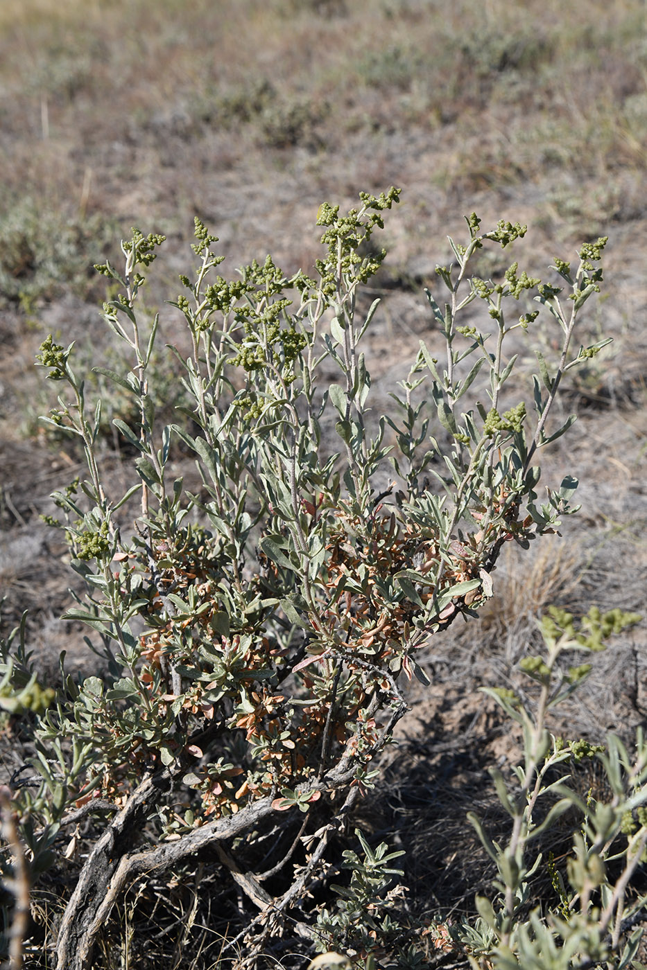 Image of Atriplex cana specimen.