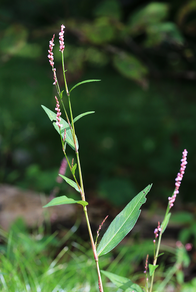 Image of Persicaria longiseta specimen.