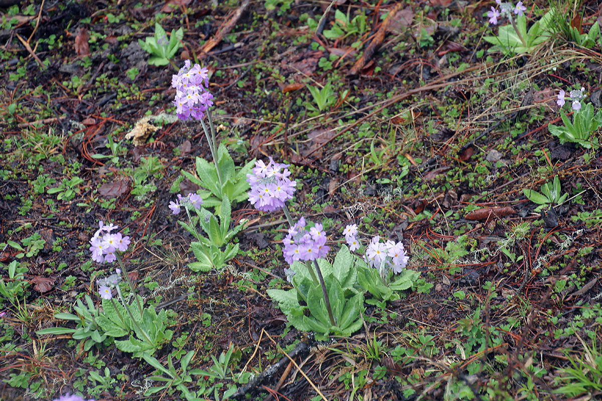 Image of genus Primula specimen.