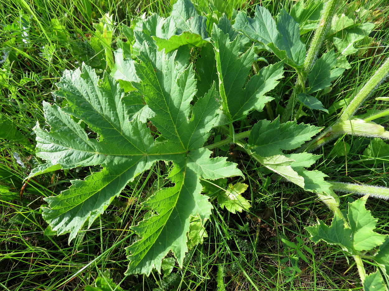 Изображение особи Heracleum sibiricum.