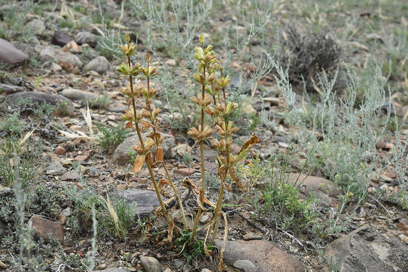 Image of Phlomoides zenaidae specimen.