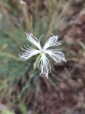 Dianthus tetralepis