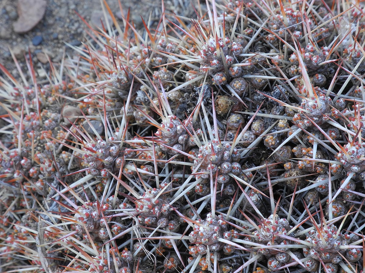 Image of Maihuenia patagonica specimen.