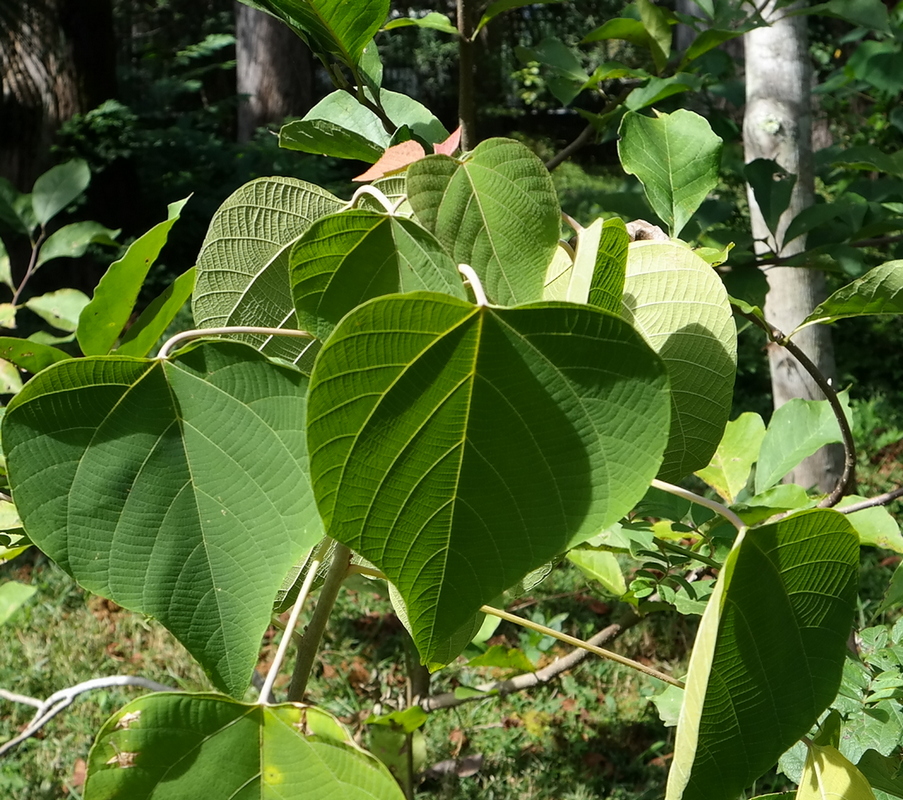 Изображение особи Mallotus japonicus.