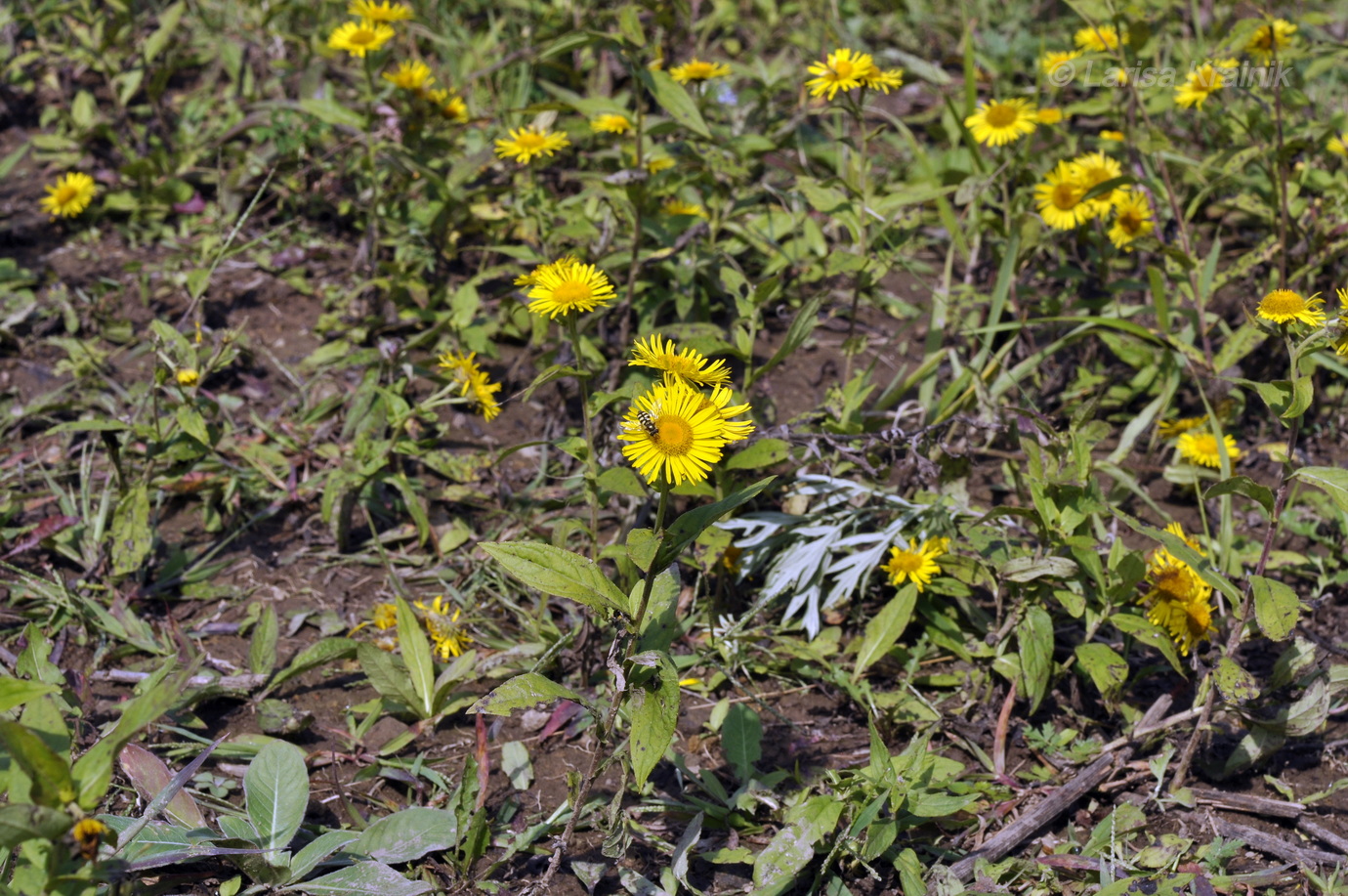 Image of Inula japonica specimen.