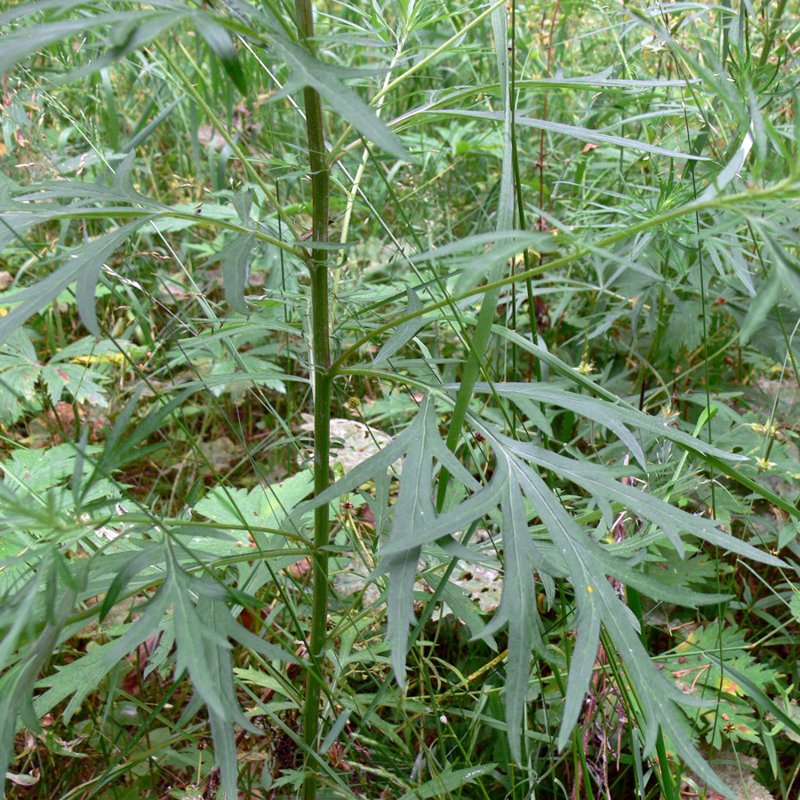 Image of Artemisia vulgaris specimen.