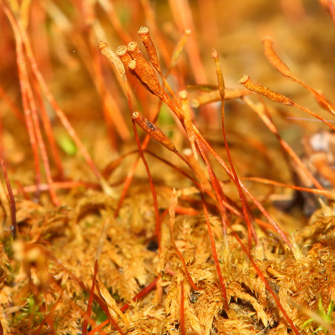 Image of Callicladium haldanianum specimen.