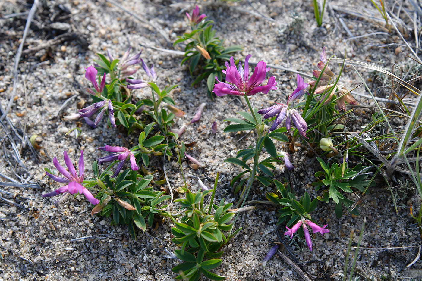 Изображение особи Trifolium popovii.