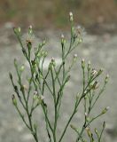 Symphyotrichum subulatum var. squamatum