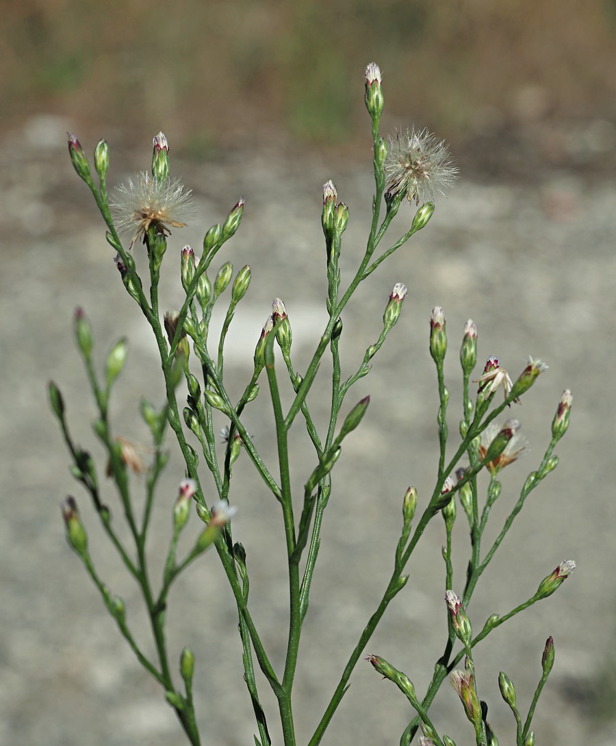 Image of Symphyotrichum subulatum var. squamatum specimen.