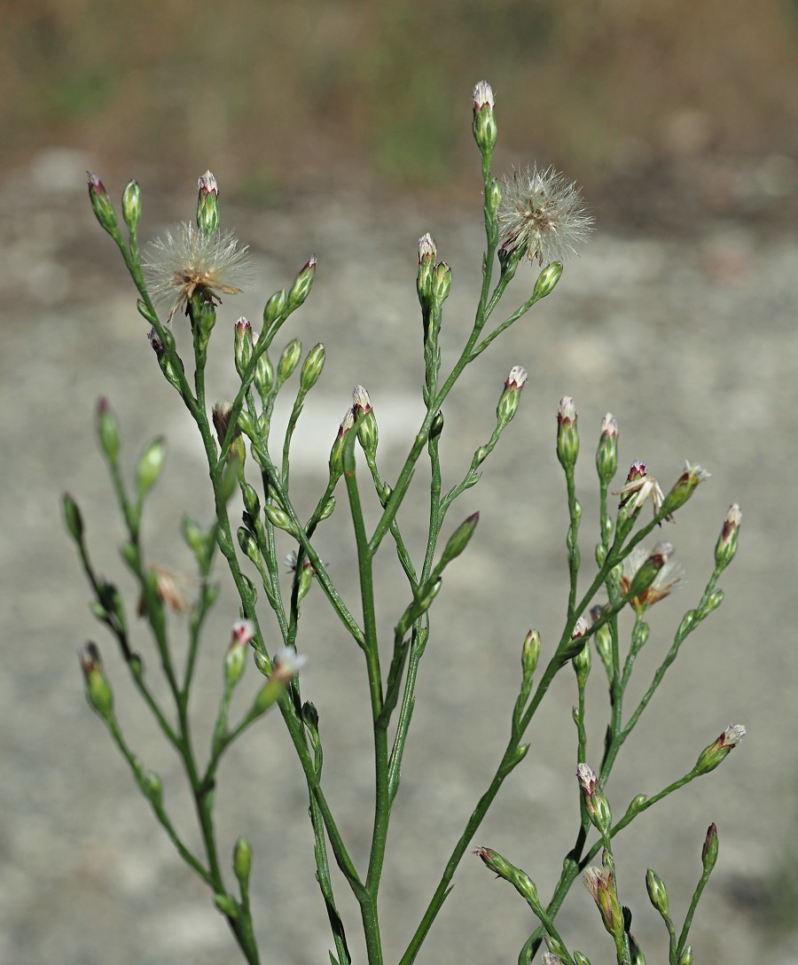 Изображение особи Symphyotrichum subulatum var. squamatum.