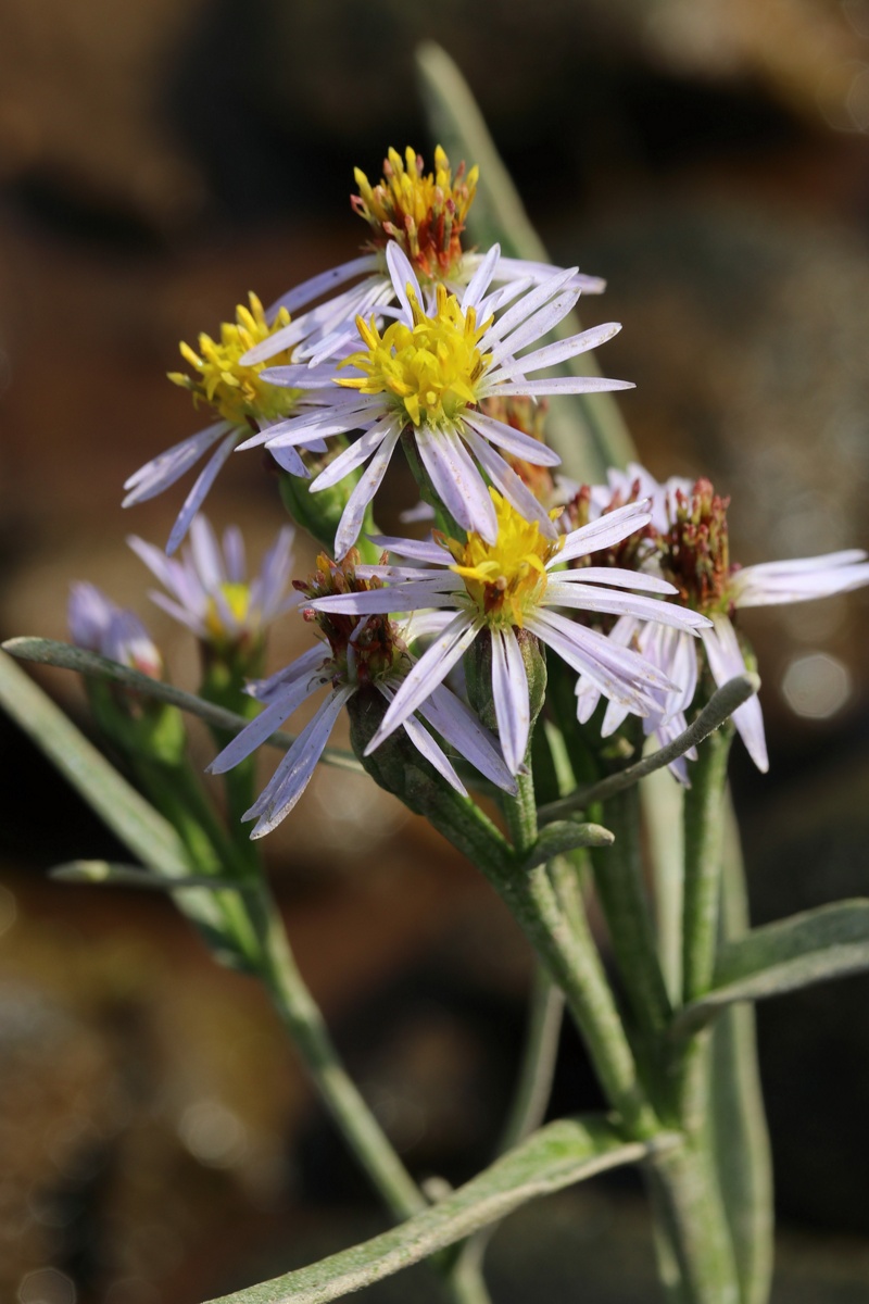 Изображение особи Tripolium pannonicum ssp. tripolium.