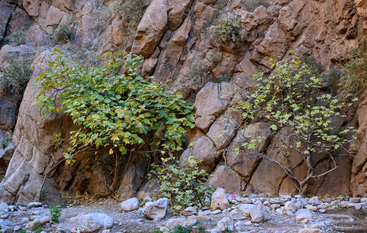 Image of Ficus carica specimen.