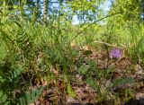 Astragalus danicus