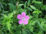 Geranium palustre