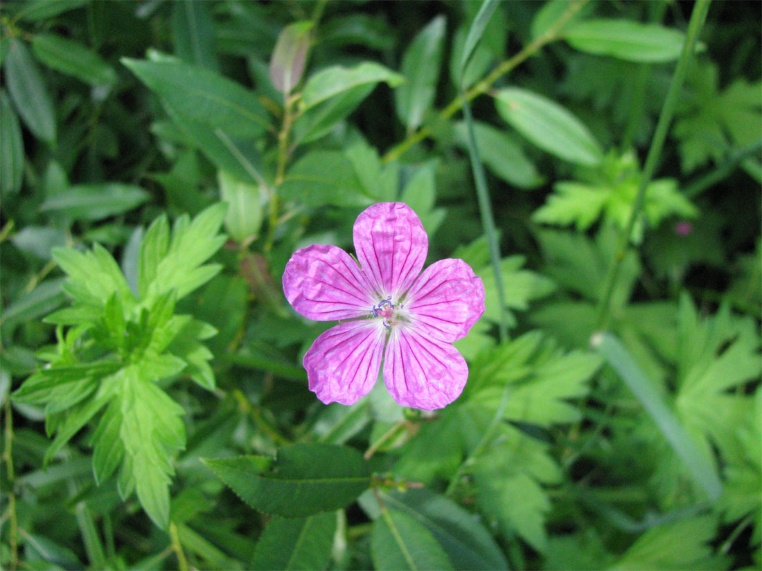 Изображение особи Geranium palustre.