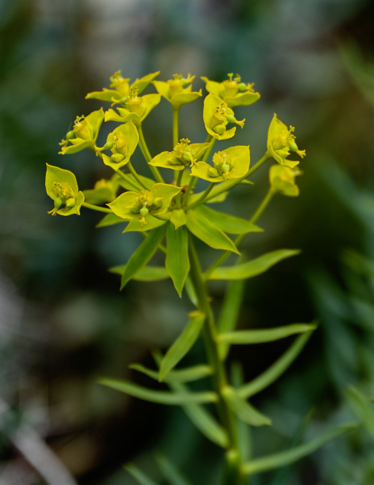 Изображение особи Euphorbia orientalis.