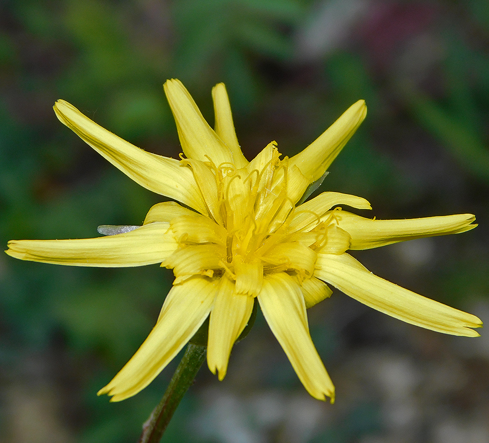 Image of Scorzonera lachnostegia specimen.