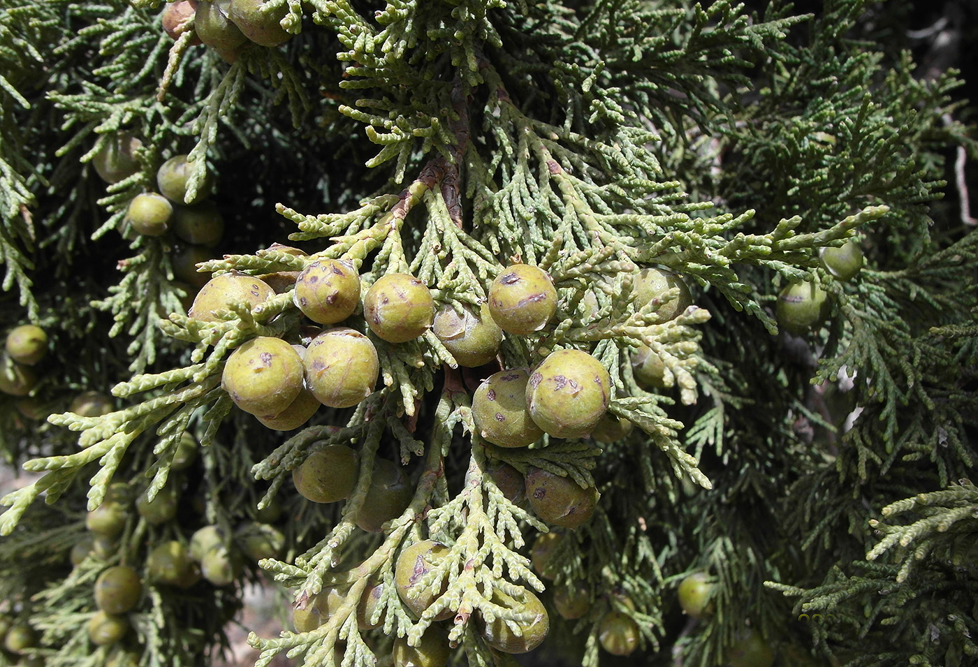 Изображение особи Juniperus seravschanica.