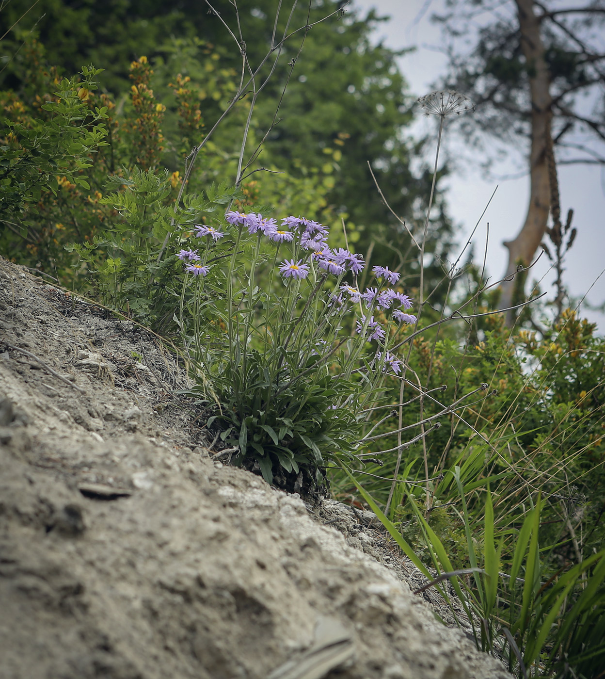 Image of Aster alpinus specimen.