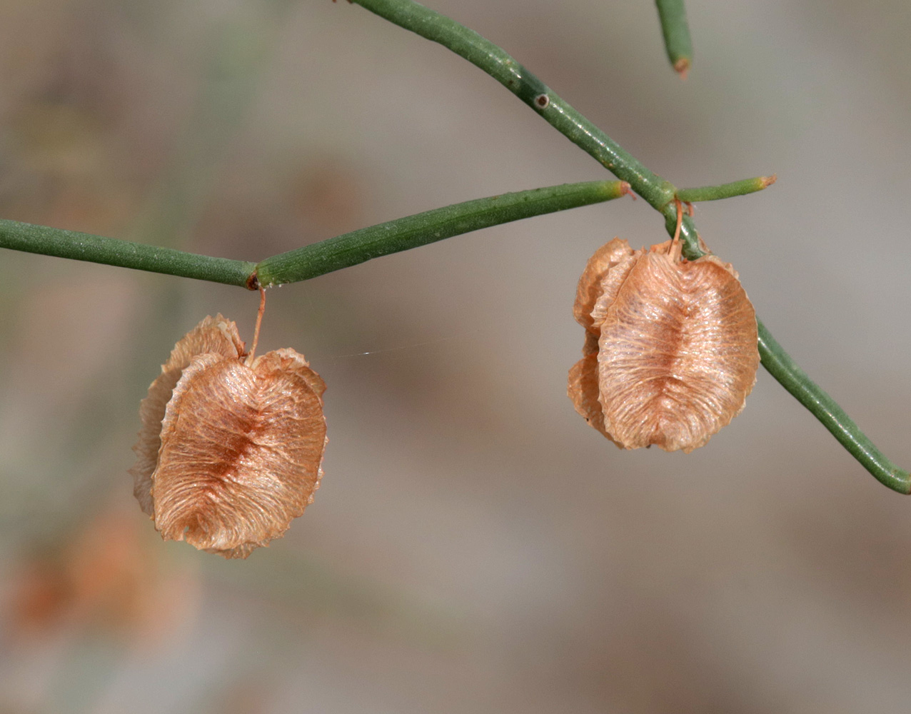 Изображение особи Calligonum leucocladum.