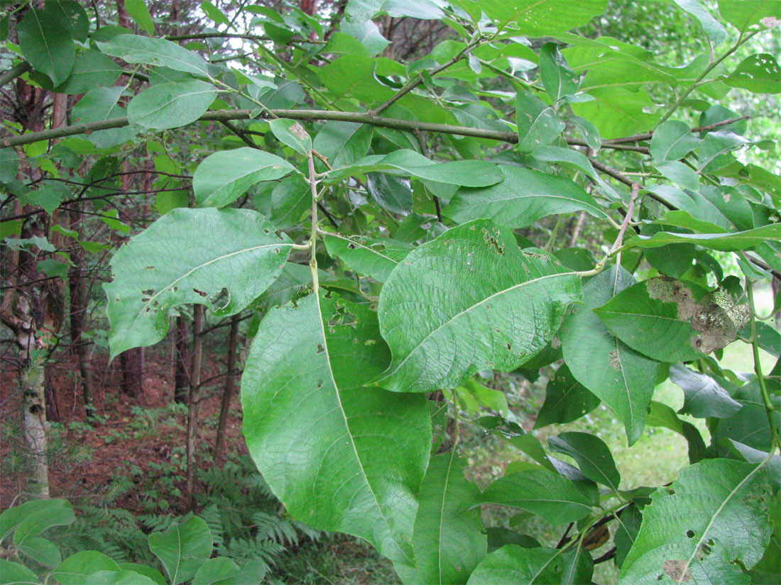 Image of Salix caprea specimen.