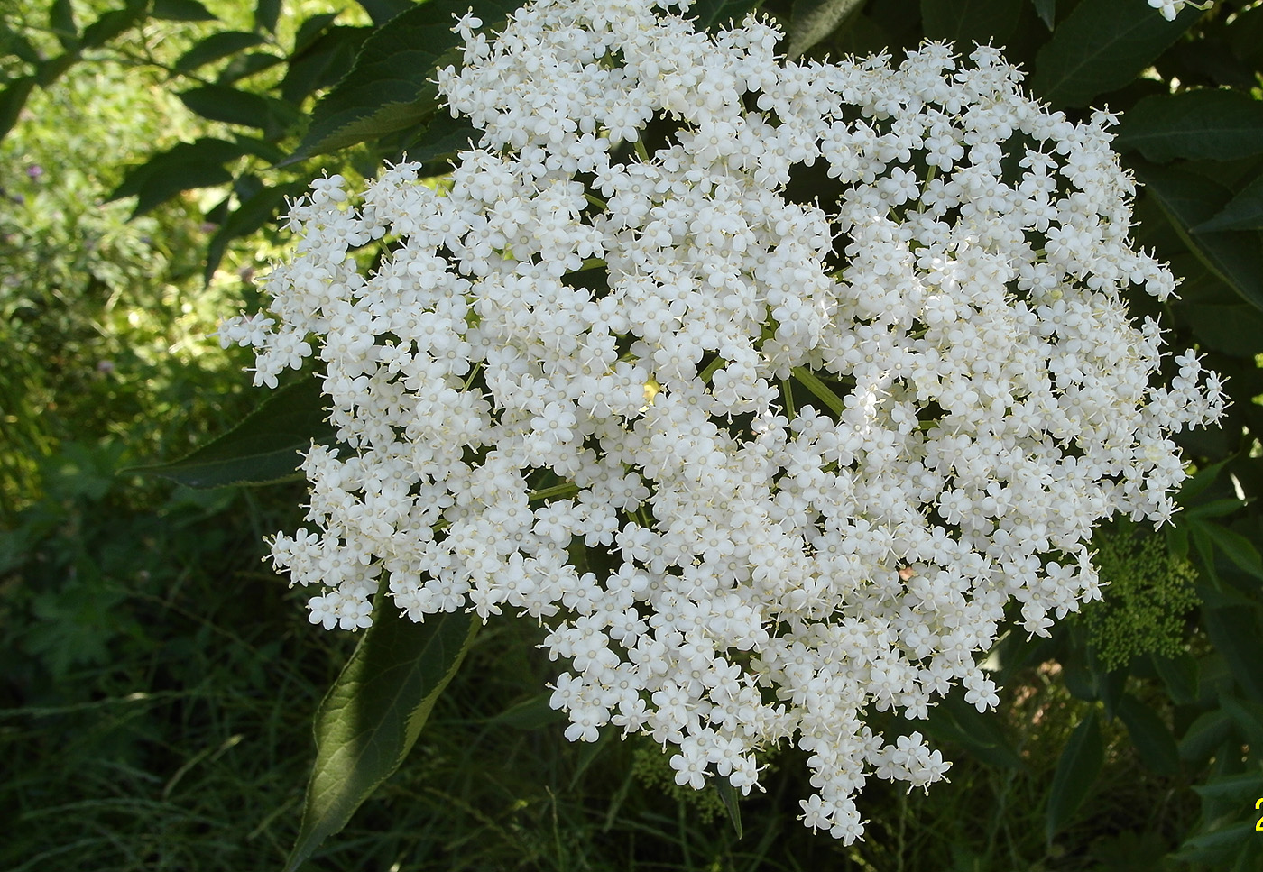 Image of genus Sambucus specimen.