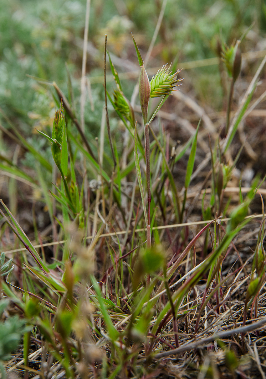 Изображение особи семейство Poaceae.