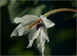 Gladiolus murielae