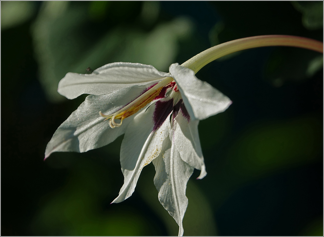 Image of Gladiolus murielae specimen.
