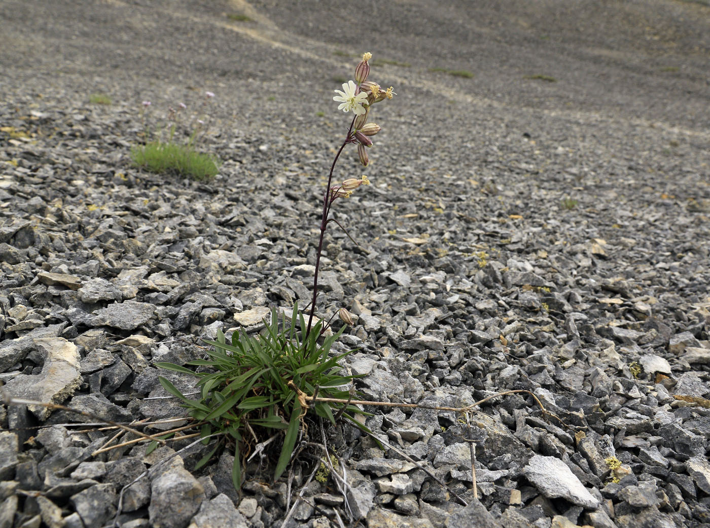 Image of Silene chamarensis specimen.