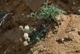 Astragalus olchonensis