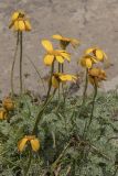 Anthemis marschalliana subspecies pectinata. Верхушки побегов с соцветиями. Кабардино-Балкария, Эльбрусский р-н, долина р. Терскол, ≈ 2600 м н.у.м., расщелина скалы. 24.08.2023.