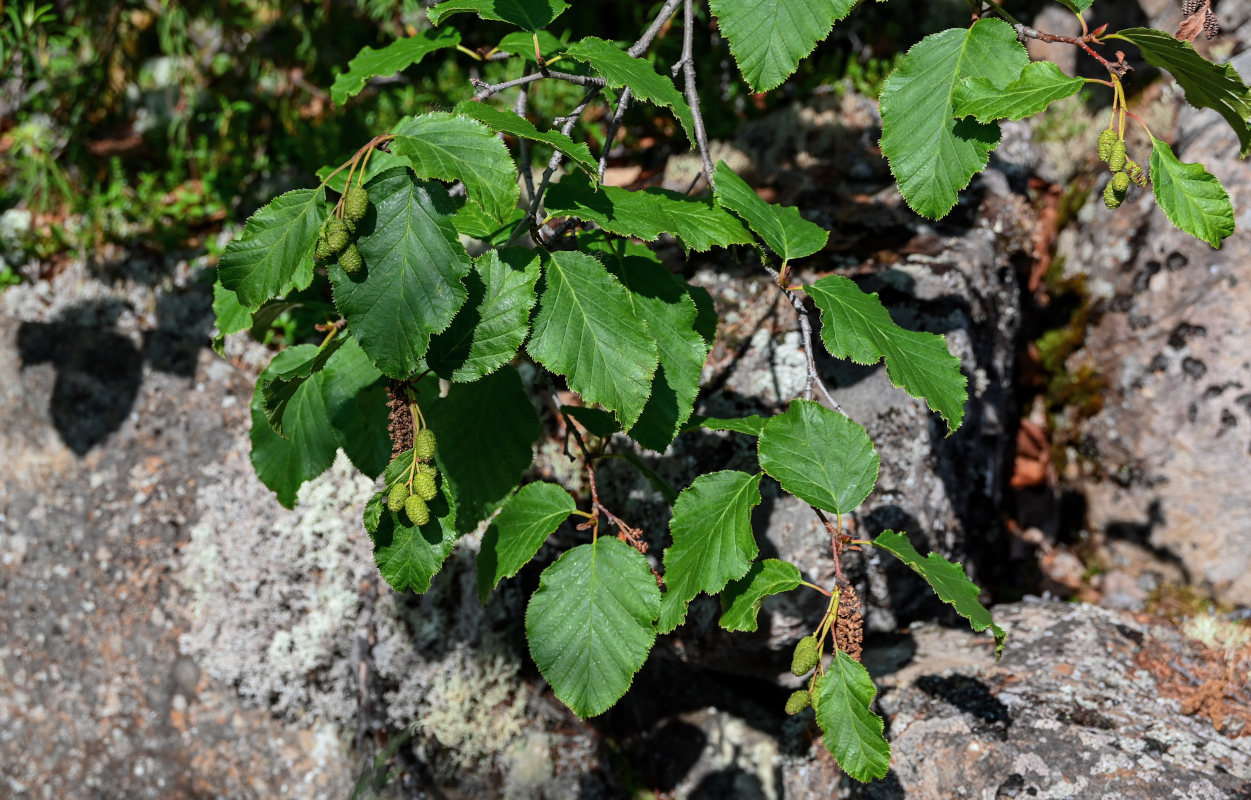 Image of Duschekia fruticosa specimen.