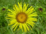 Inula helenium. Соцветия. Чувашия, Алатырский р-н, пойма р. Елховка. 9 июля 2004 г.