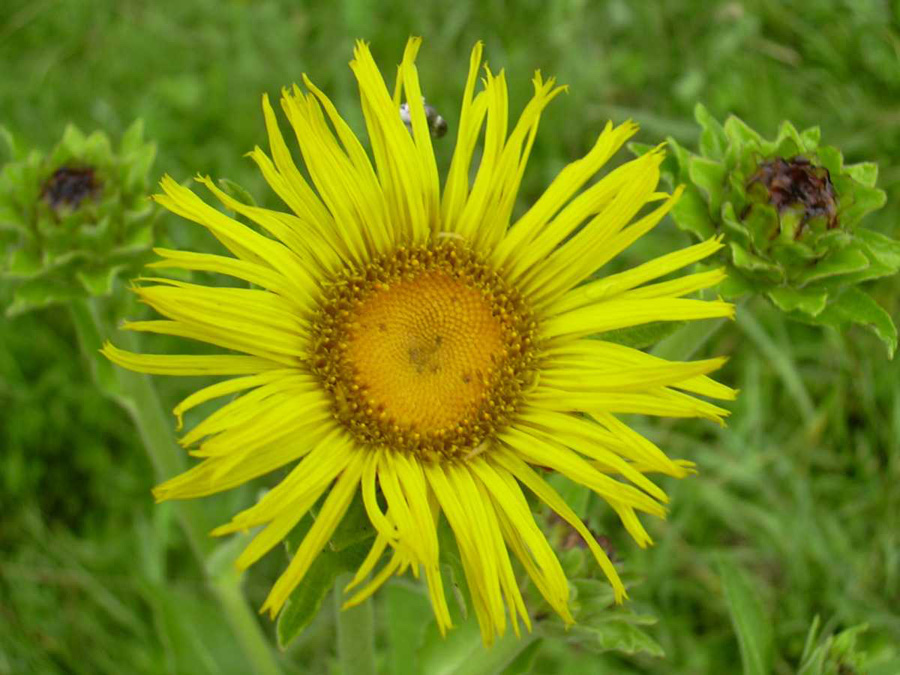 Изображение особи Inula helenium.